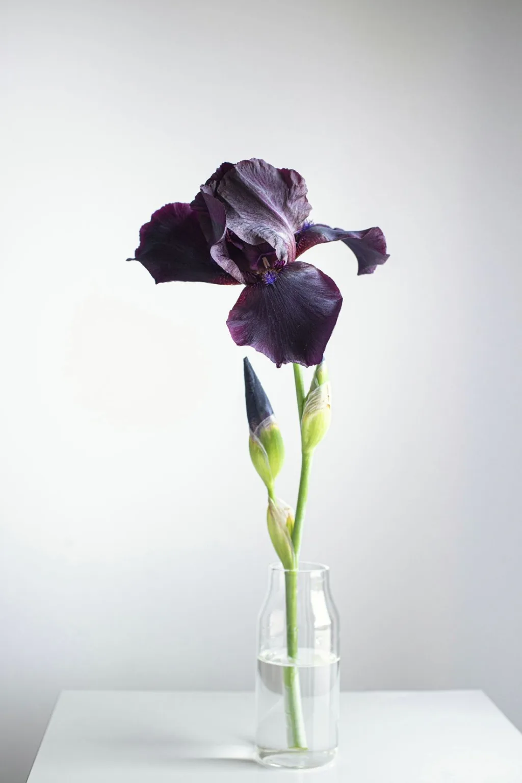 A single iris in a clear vase