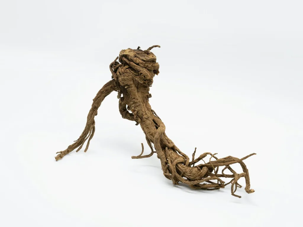 A dried iris root, studied like a specimen